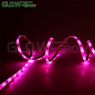 UL 12V RGB 5050 Colour Change LED Strip Light with Remote Control