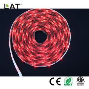 DC24V 5m IP65 High Brightness SMD5050 RGB 30/60/120LEDs Flexible LED Strip Light