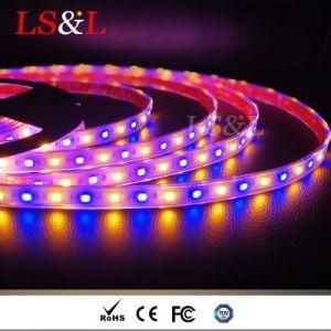 24V LED RGB+Amber Waterproof High Brightness Strip