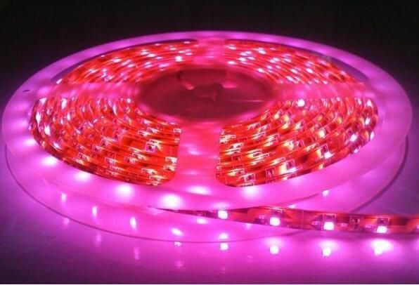 DC12V/24V 60LED/M 300LEDs Reel 3528/5050 SMD Flexible LED Strip Light