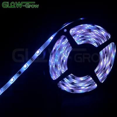 Factory Hoilday Decoration 12V RGBW LED Light Strip