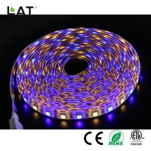 DC24V 5m IP65 Smart WiFi SMD 5050 Rgbww 30/60/120LEDs Flexible LED Strip Light Work with Echo Enable Alexa Voice