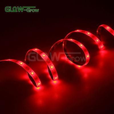 24V UL Listed RGB CCT LED Flexible Strip Light for Indoor Decoration