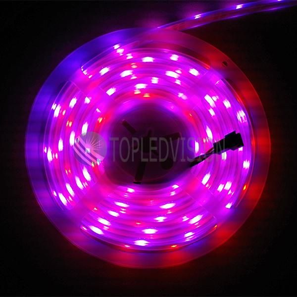 12V IC Controlled Flexible SMD5050 Digital LED Strip Light with Ce, RoHS