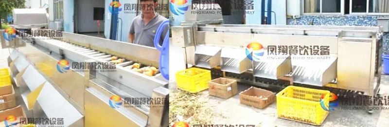 5 Grades Onion Potato Sorting Machine, Fruit Plum Grader Machine