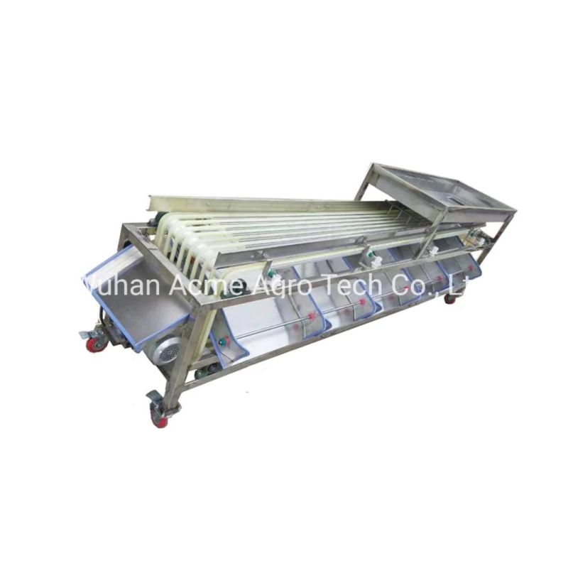 Dates Avocado Onion Size Grading Sorting Machine