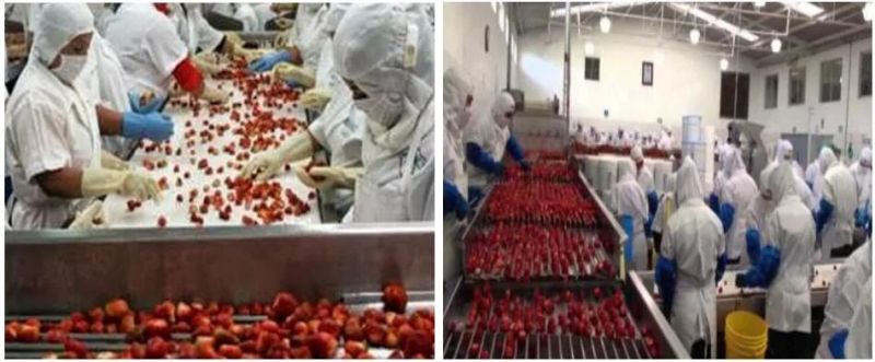 Drying Strawberry Slices Processing Line Sorting Washing Cutting Dryer Machine