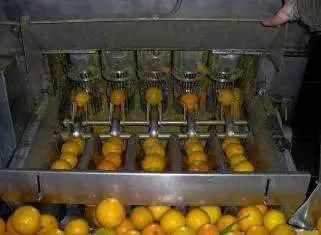 Citrus Processing Line--Concentrated Juice/NFC Juice/Marmalade/Oil Whole Line Machinery