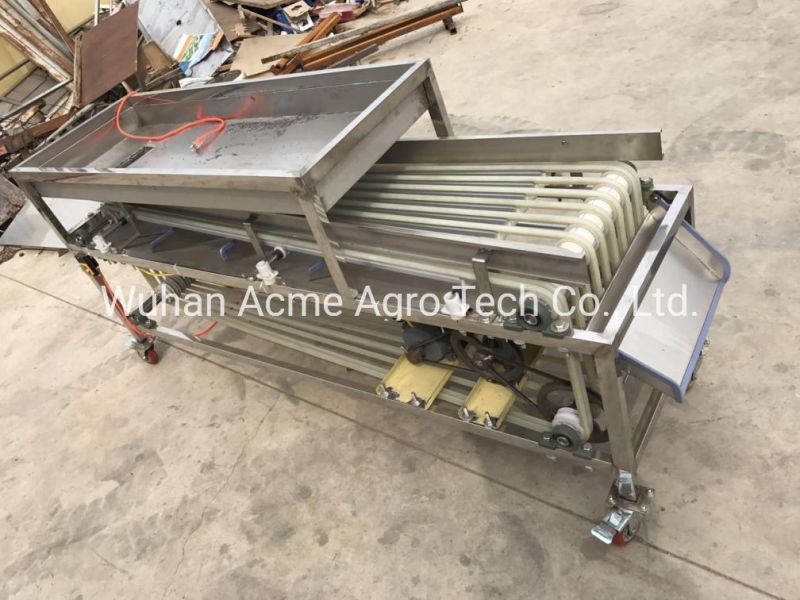 Date Palm Sorting Machine Fruit Sorting Conveyor