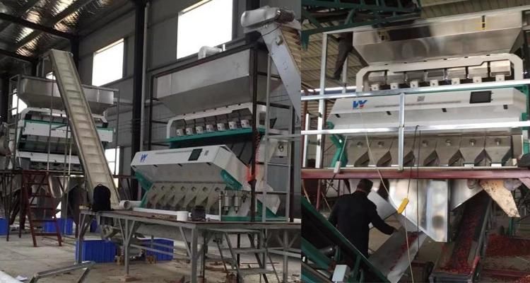 Tea Color Separation Machine From Wenyao Color Sorter Manufacturer