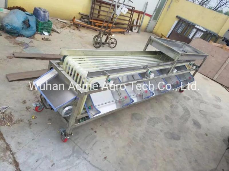 Fruit Apple Sorting Tomato Walnut Dates Grading Machine