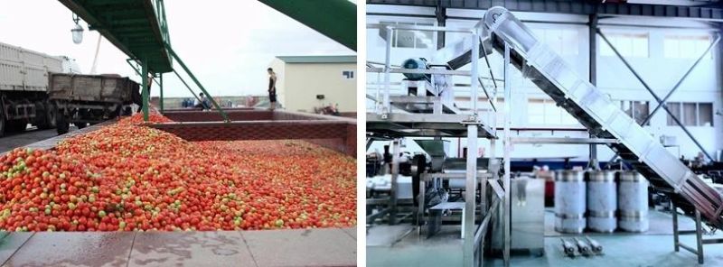 Mango Grading/ Peeling/ Chipping/ Cutting Processing Line