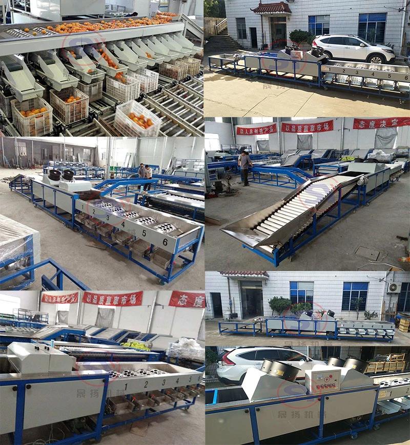 Vegetable Sorting Processing Machine Garlic Peanut Washing Grading Selecting Machine