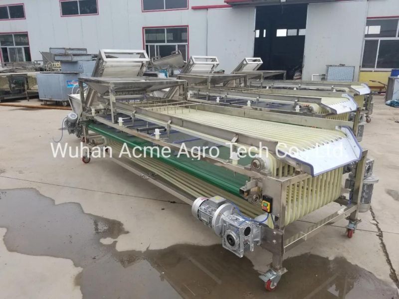 Nut Size Sorting Machine Walnut Size Grader Walnut Size Sorter