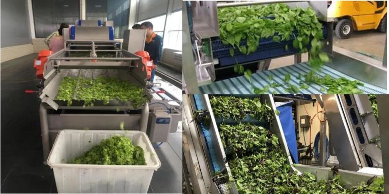 Automatic Vegetable Salad Production Line Processing Machinery