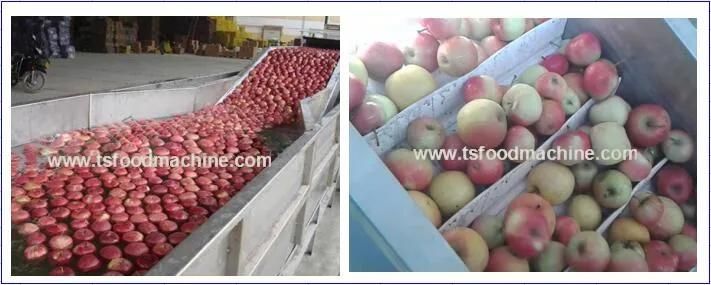 Food Factory Fruit and Vegetable Air Bubble Washing Machine