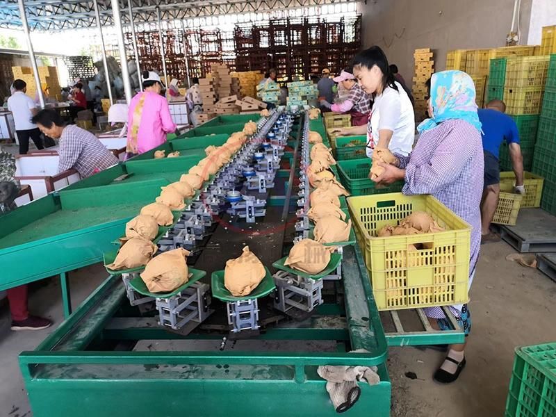 Popular Fruit&Vegetable Weight Grading Sorting Machine Single Side