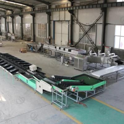 5 T/H Orange Lemon Mango Washing Waxing Sorting Line for Food Processing