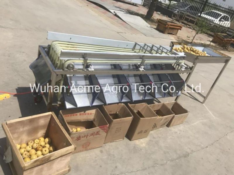 Dates Processing Line Lamp Selecting Machine