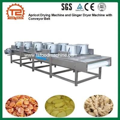 Apricot Drying Machine and Ginger Dryer Machine with Conveyor Belt