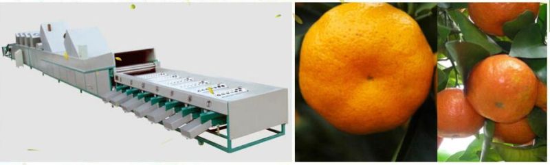 China Factory Industrial Potato Sorting Machine