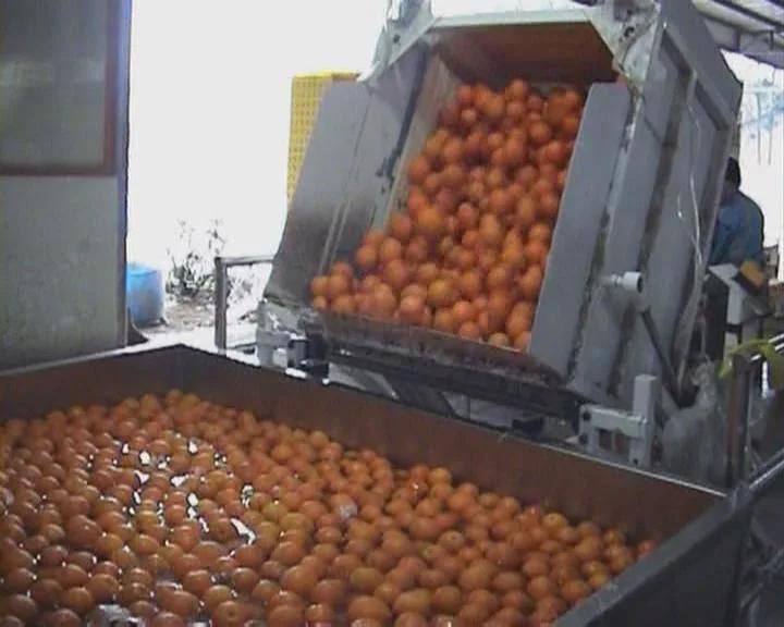 Automatic Mango and Orange Processing Line (2-40TPH)