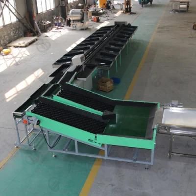 Industrial Kiwi Orange Avocado Washing Waxing Grading Sorting Line for Factory