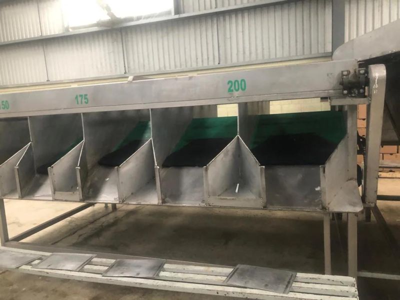 Automatic Fruit & Vegetable Washing / Waxing / Grading / Sorting Machine Machinery