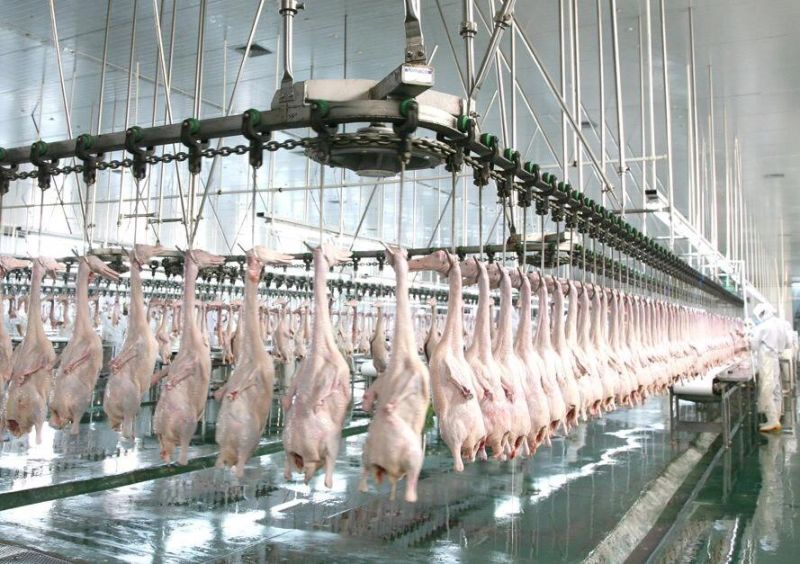 Poultry Processing Line Chicken Slaughter Line Duck Slaughterhouse