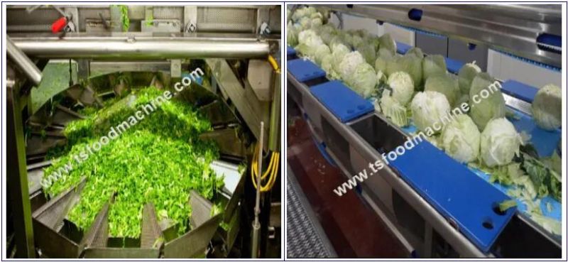 Automatic Vegetable Lettuce Cabbage Washer Drying Machine Salad Line