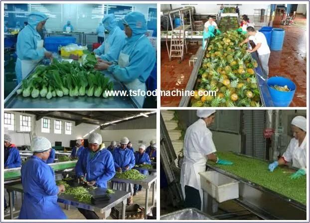 Vegetable Cleaner Washing Machine Ozone Fruit and Vegetable Processing Machine