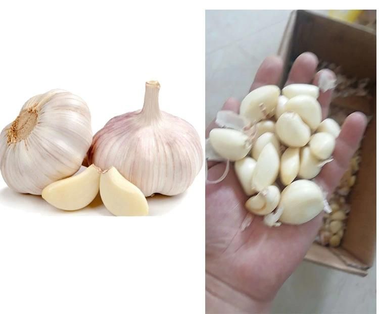 Great Performance Garlic Peeling Machine Garlic Peeler Machine