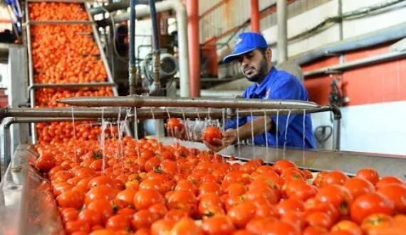 Automatic Tomato Fruit Washing and Processing Machine