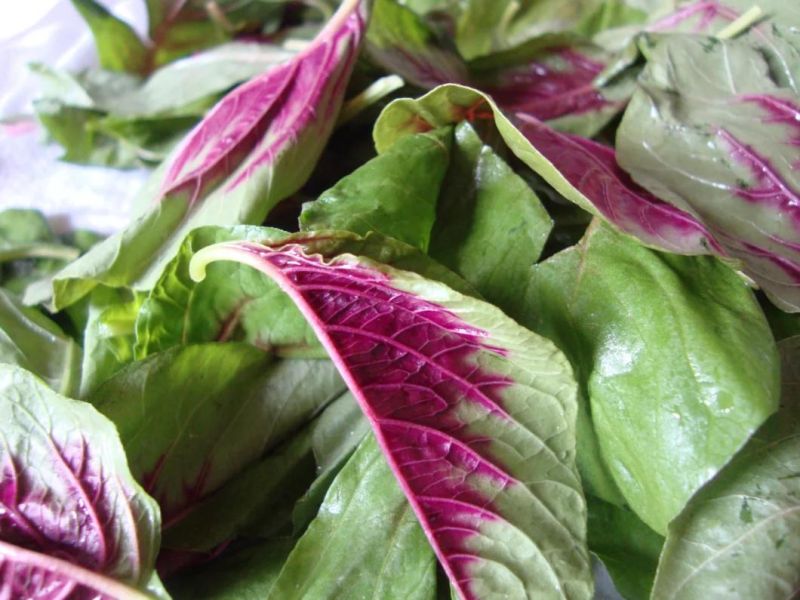 Water Spray Vegetables Amaranth Leaves Washing Machine Amaranth Leaves Washer