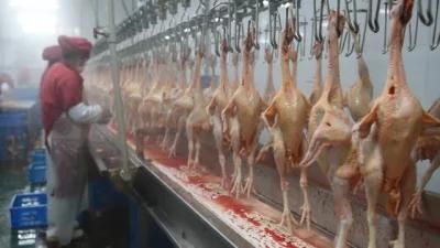 Automatic Design Line Chicken Duck Goose Slaughtering Equipment