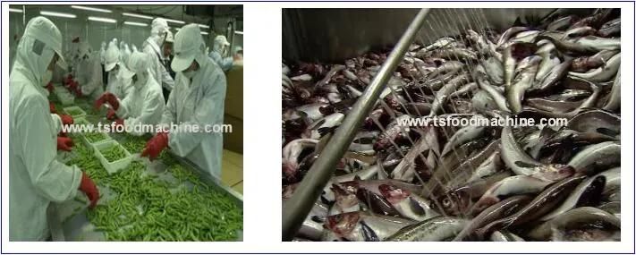 Industrial Fruit Vegetable and Seafood Washing Machine or Washer