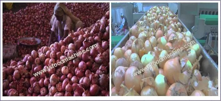 Root Vegetable Potato and Onion Washing and Peeling Machine