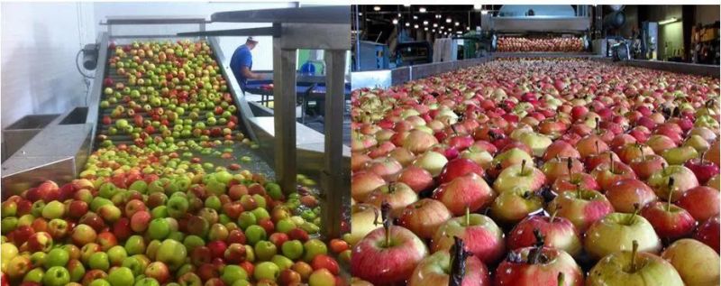 Vegetable and Fruit Bubble Washing and Cleaning Machine