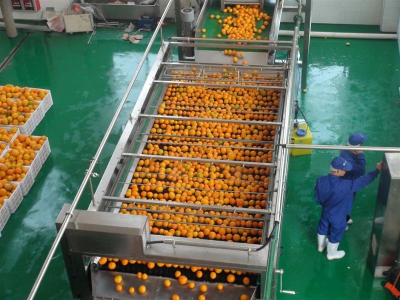 Automatic Fruit & Vegetable Washing / Waxing / Grading / Sorting Machine Machinery