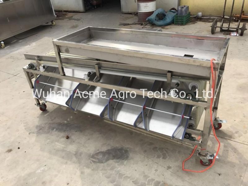 Jujube Sorting Machine Fruit Sorting Date Grading Machine