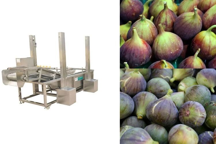 Fruit Washing Cleaning Machine Figs Washing Machine Fig Washer