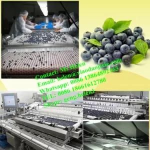 Automatic Blueberry Sorting Machine/ Blueberry Grading Weighing Packing Line