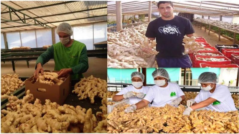 Ginger Processing Washing Peeling Drying Milling Packing Machines