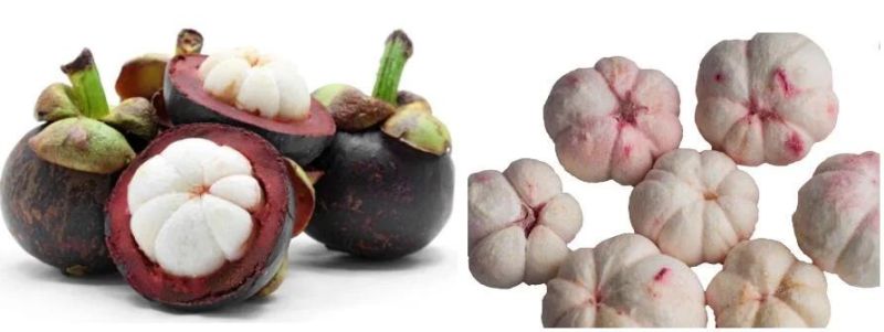 Mangosteen Vacuum Freeze Dryer Fruit Lyophilizer