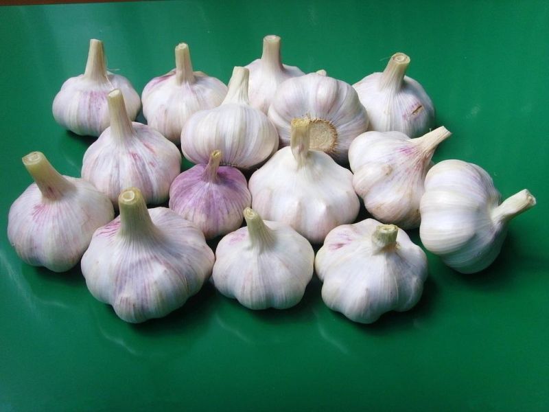 Price of Garlic Peeling Machine Made in China