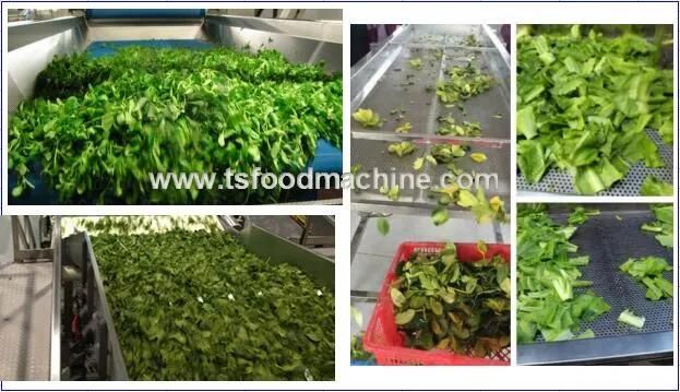 Industrial Fruit and Commerical Vegetable Washing Machine