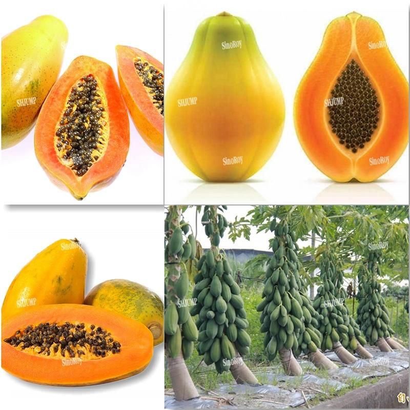 Papaya Juice Puree Jam Processing Line and Machines|Papaya Production Line and Machines|Papaya Production Plant and Machines