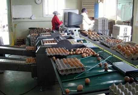 High Efficiency Chicken Eggs Washing Grading Machine