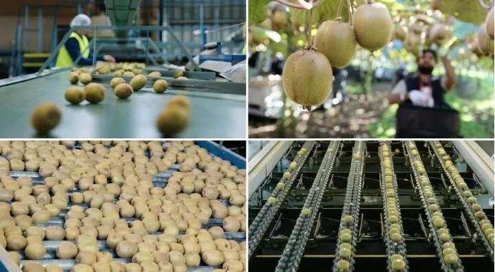 Kiwi Apple and Cucumber Washing Machine, Remove Dirt Machine