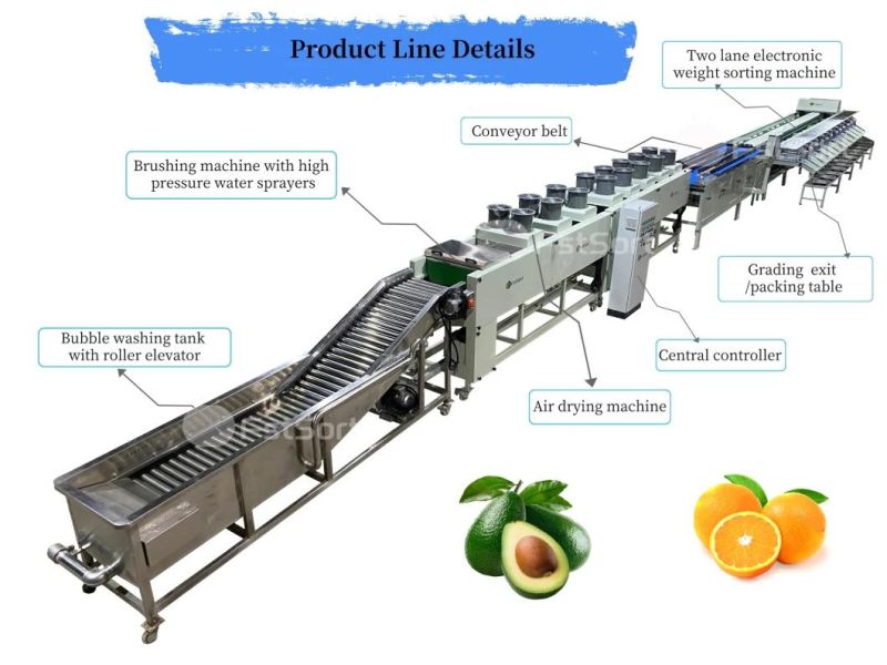 Citrus Apple Mango Nectarine Orange Avocado Fruit Washing Drying Waxing Sorting Processing Machine